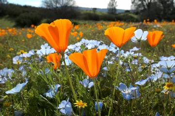 Foto op Canvas bug's eye view: california poppy, baby blue eyes, and goldfields © Heather Craig