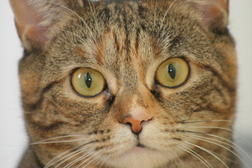 closeup of cat