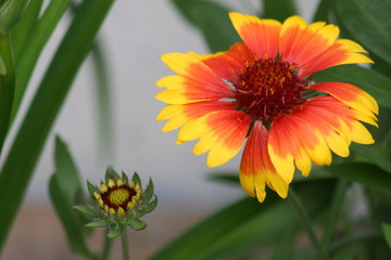 two colorful flowers