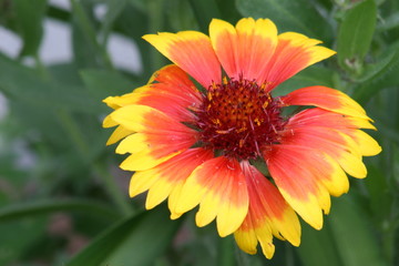 very colorful flower