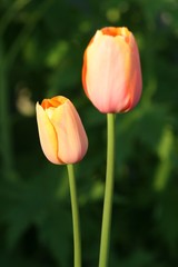 two easter tulips