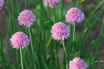 chives