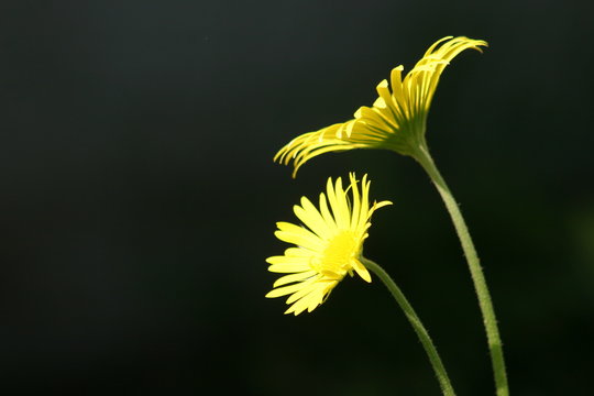 Two Yellow Daisies