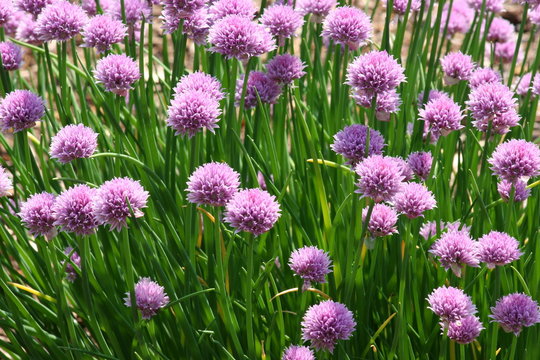 field of chives