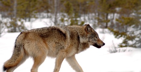 jasper wolf