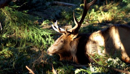 elk in forest - 511818