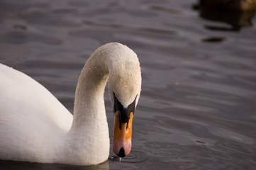 swan