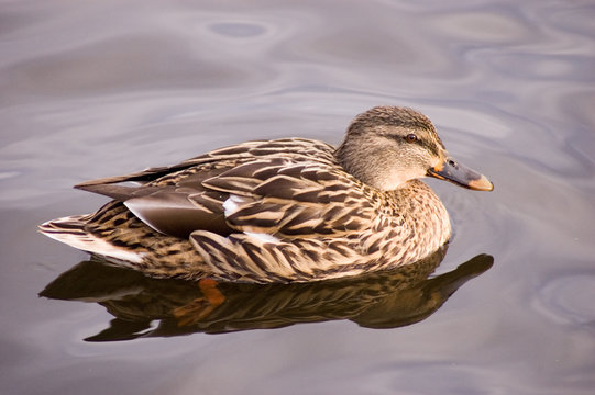 mallard duck