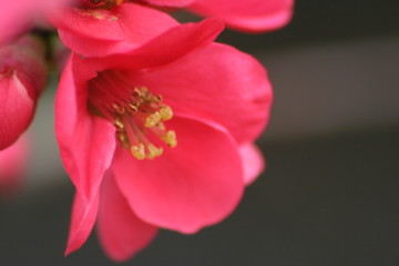 Fototapeta premium camellia