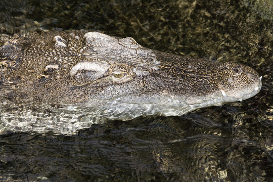 aligator3539