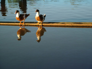 ducks