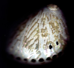 paua shell - abalone