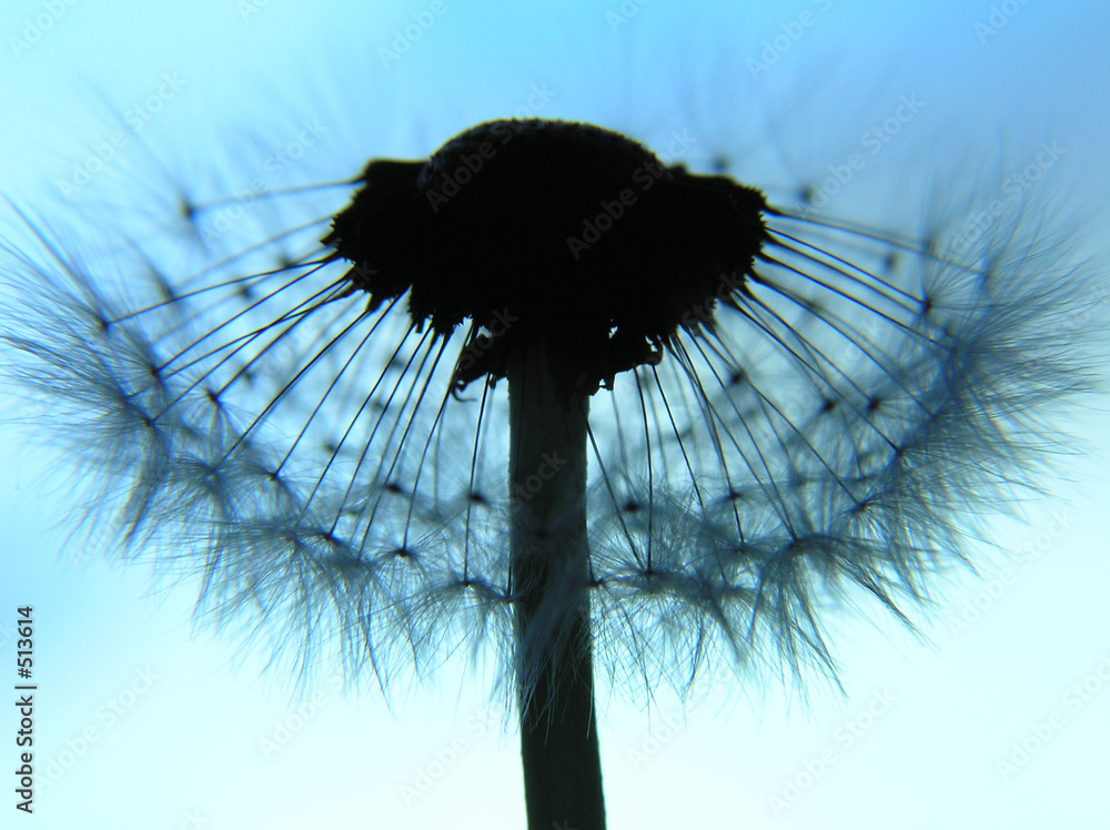 Canvas Prints dandelion as a silhouette