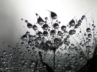 dandelion seed