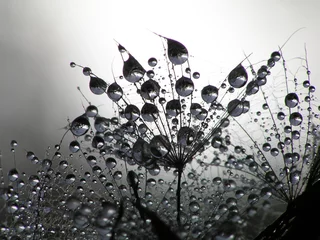 Aluminium Prints Dandelions and water dandelion seed