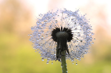 dandelion seed