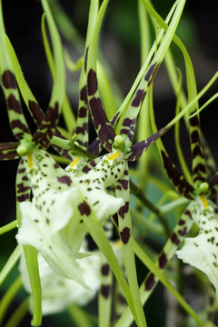 spinnenorchidee