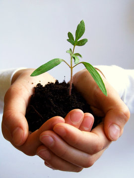 seedling