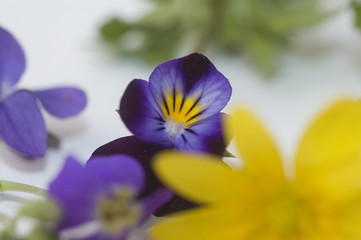 fleurs sauvages de studio
