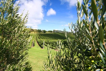 Cercles muraux Nouvelle-Zélande olive tree along a vineyard