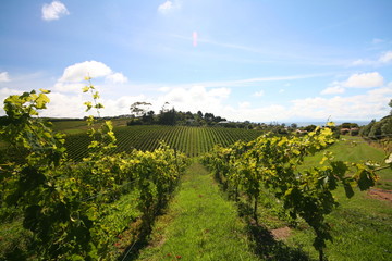 vineyard rows