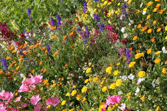 streublumenwiese