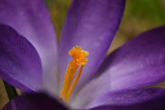krokus 4