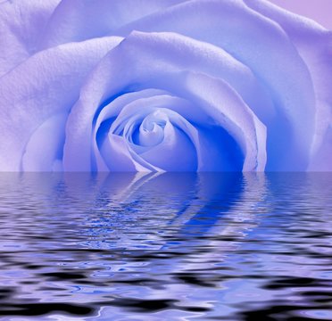  blue rose, reflection in water