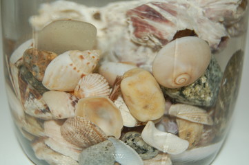 coquillage emprisonné