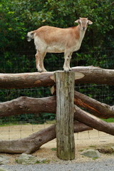goat posing on fence