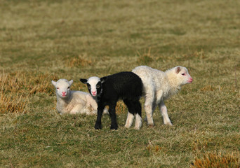 Fototapeta premium the black lamb and friends