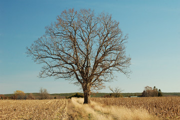 tree in golden field