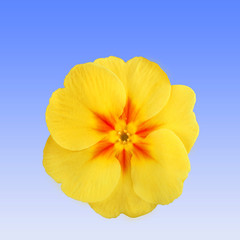 primrose flowerhead