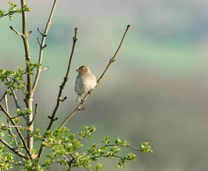 the female chaffinch