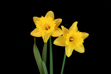 daffodil beauties © marilyn barbone