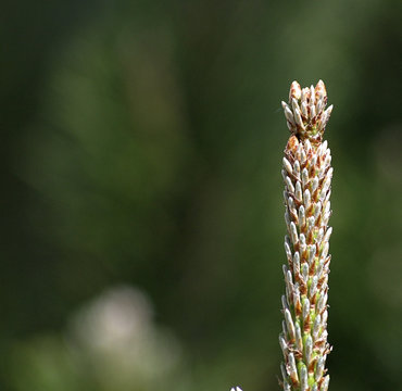phallic fir #3
