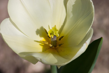 Fototapeta na wymiar pale yellow tulip