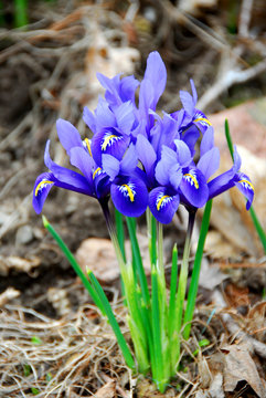 spring irises