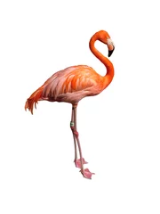 Fotobehang Flamingo roze flamingo