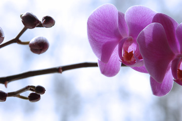 orchidee