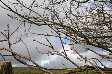 twigs against grey sky
