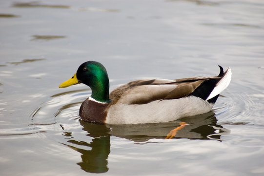 swimming duck