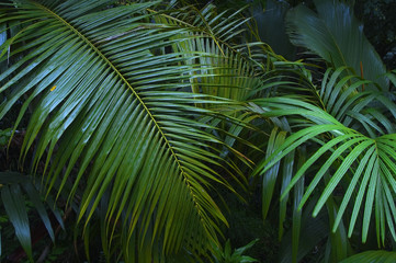 Obraz na płótnie Canvas seychelles praslin
