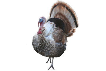 thomas turkey