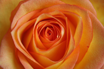 Fototapeta na wymiar eine rose