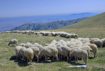 sheep eating at the pasture in macedonia