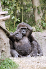 nurturing gorilla's