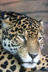 Fototapeta na wymiar senny jaguar