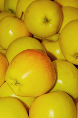 pommes 4