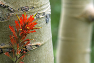 aspen trees and indian paintbrush